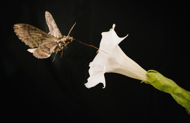 A pollinating moth Manduca sexta, this one with a wing span of about 4 inches, feeds from a Sacred Dutura, or Datura wrightii, flower while flying through a wind tunnel at the University of Washington in Seattle, Washington in this May 2014 picture provided by Kiley Riffell. The  moths, whose olfactory abilities are as good as a bloodhound's and vastly better than a human's, can fly up to 80 miles (130 km) a night searching for their favorite flowers like the Sacred Datura.