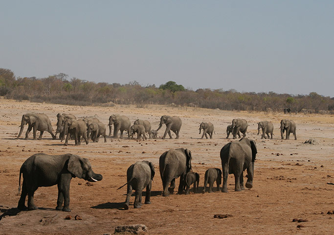 Your pictures: Elephants travelling to and from a water hole