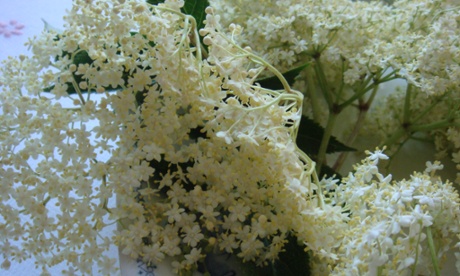 The elderflower season is nearly over - get foraging while you can