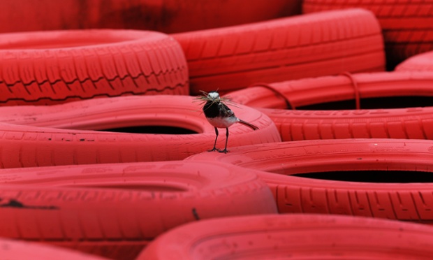 Silverstone, UK: A bird collects twigs to build its nest in a tyre wall at Silverstone racing circuit.