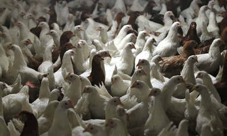 Hens at a chicken farm in Wuppertal, Germany