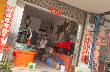 A shop selling illegal wildlife products such as ivory and tiger skins is seen in the town of MongLa, Shan State Special Region Four, Burma, 04 April 2014.  The tiger skin on the wall of the shop was retailing for 50,000 RMB (   4,800) a small fraction of what it could sell for on the black market over the border in China.