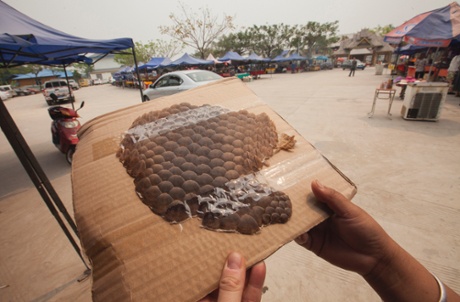 Pangolin scales costing 500RMB (   48) are seen for sale at an outdoor market catering to Chinese tourists, just yards from the Chinese official border post, in Daluo, the border town with Burma, Xishuangbanna, Yunnan Province, China