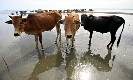 Not enough local beef in Indonesia