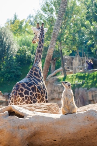 meerkat looking up at giraffe