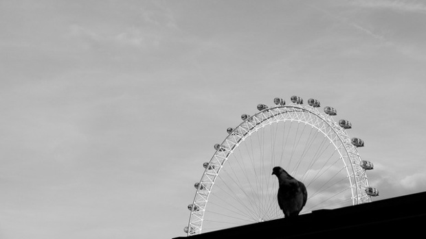 a pigeon sitting in front of the london eye