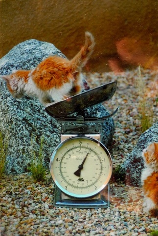 kitten jumping off a scale