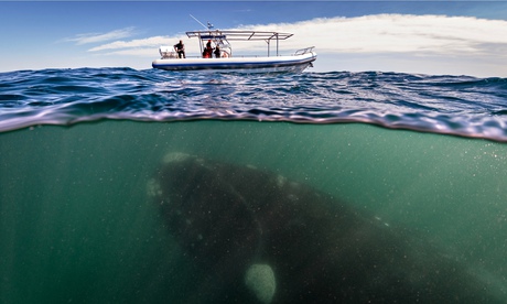 A whale seen under a whalewatching boat in Peninsula Valdez, Argentina. 