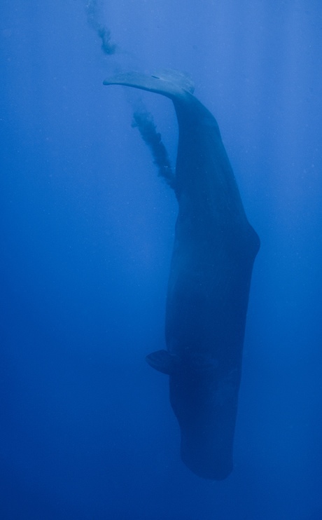 A defecating sperm whale off the coast of Sri Lanka. 