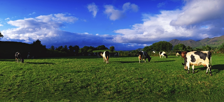 dairy cows in Irish field