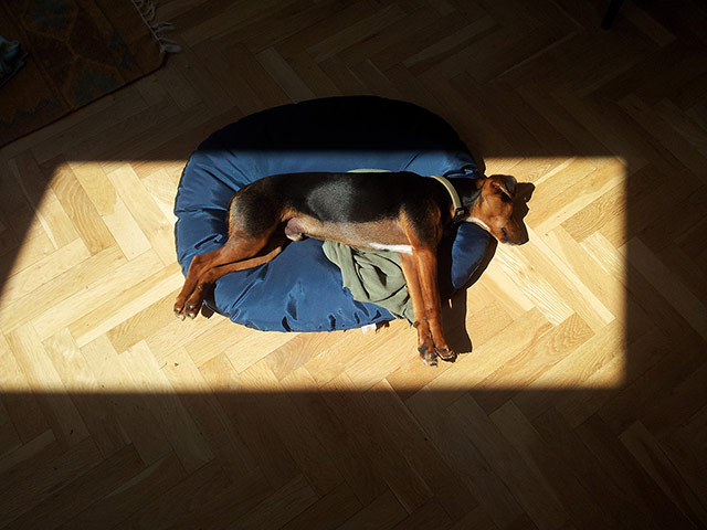 Your Pictures: Sunbathe: A dog lying in a square of sunshine