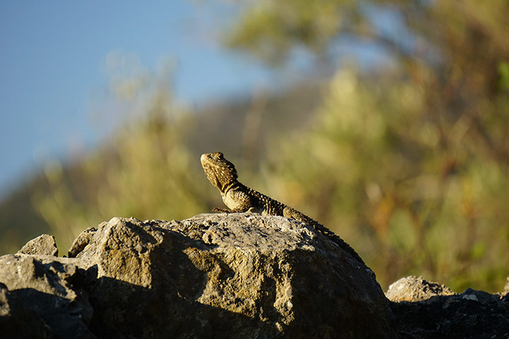 Your Pictures: Sunbathe: A lizard sitting in the sun