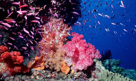 GREAT BARRIER REEF CORAL
