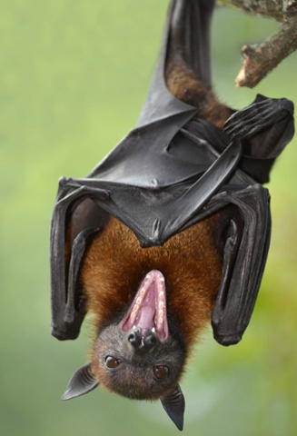My what big teeth you have! A Flying fox hangs from a tree in Baden Wurttemberg zoo, Germany.