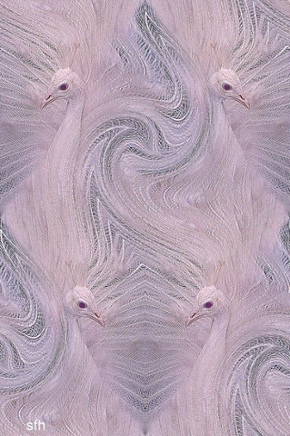 peacock and fowl manipulated photo