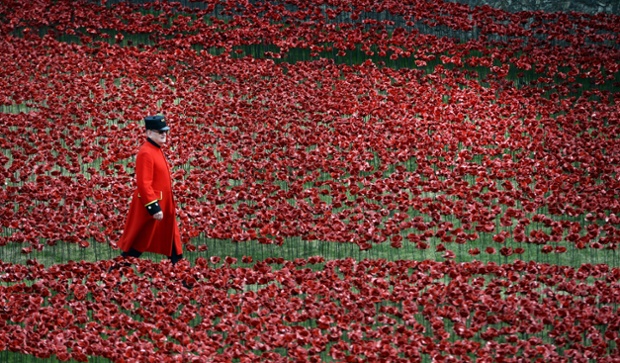 A Chelsea Pensioner walks amongs ceramic red poppies in the moat at the Tower of London. The Tower of London moat is slowly turning red as some 888,246 ceramic poppies are planted in memory of the British and Commonwealth dead from World War I.