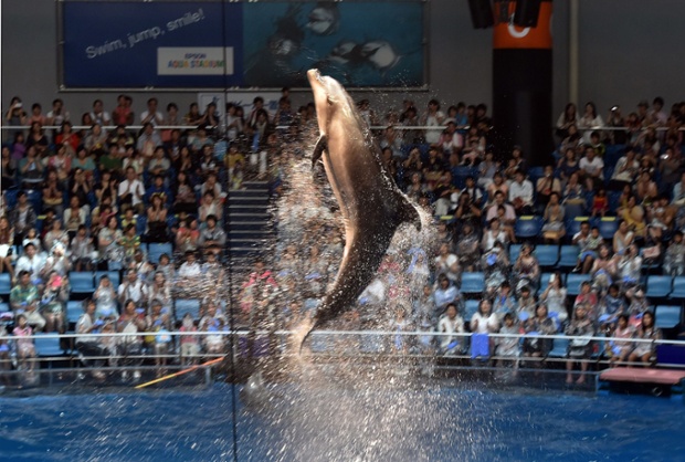 A dolphin performs at Aqua Stadium aquarium in Tokyo as the temperature soared over 33C