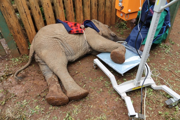 Rescuing orphaned baby elephants in Kenya - in pictures | Environment ...