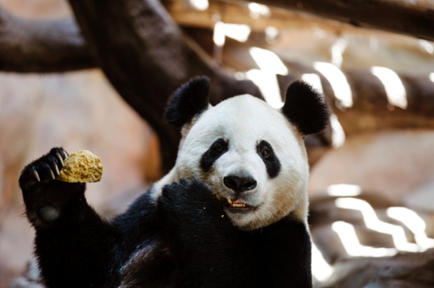Hungry bear: A giant panda at the Chimelong Safari Park in Guangzhou, China