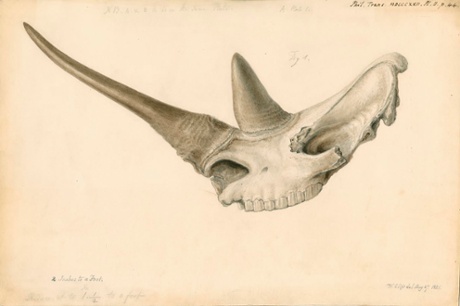 White (?) rhinoceros skull from the paper 