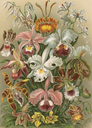 Sixteen botanical studies, figures of orchids presented as a single floral display.