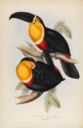 Ariel toucan, Ramphastos (vitellinus) ariel.
