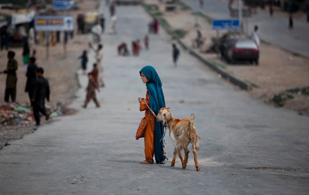 A girl drags her goat home through a main road on the outskirts of Islamabad, Pakistan