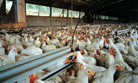 Factory-farmed chickens