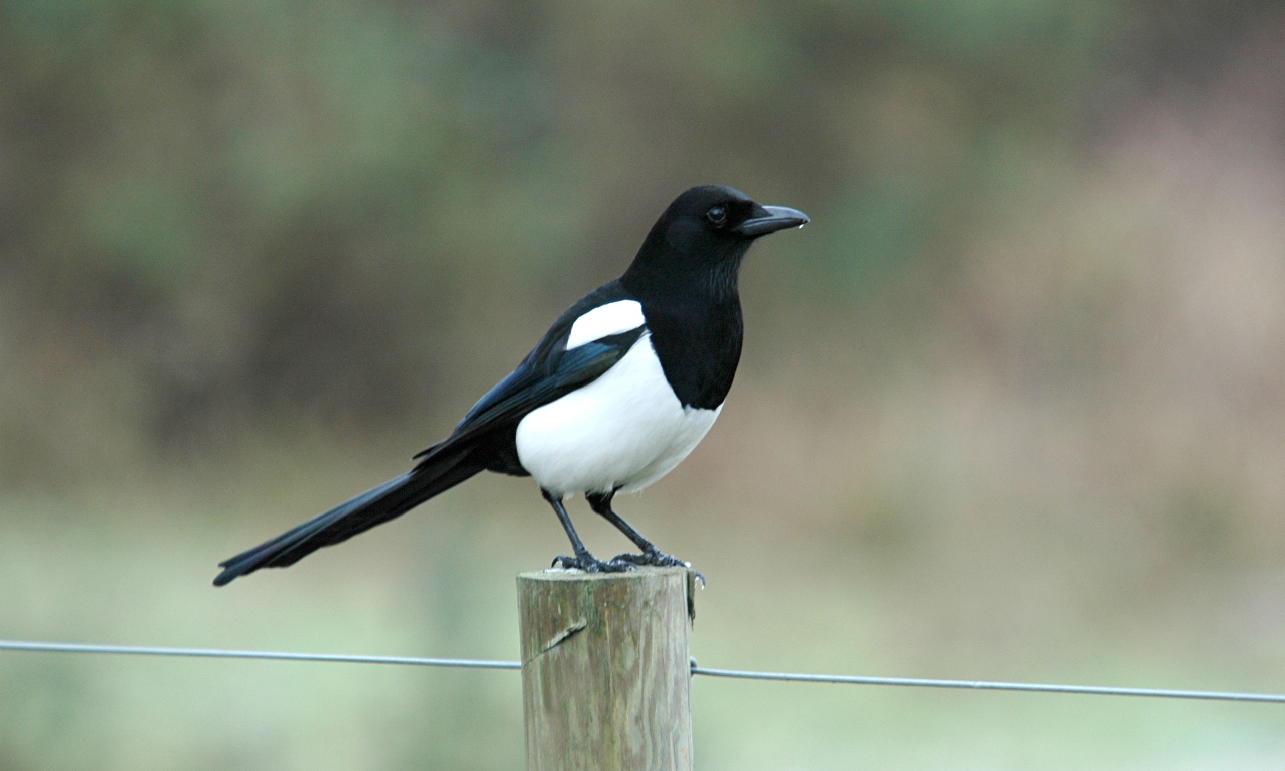 Silver has no shine for magpies | Environment | The Guardian