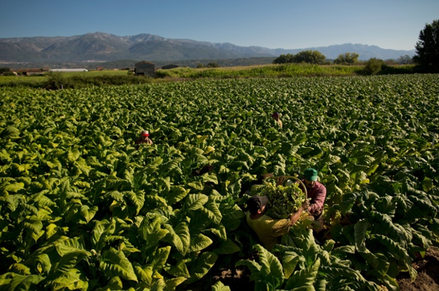 Workers carries ripe tobacco leaves during the tobacco harvest on a farm in Extremadura, Spain.