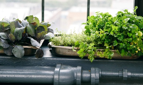 Picture of salad grown on school window sill.