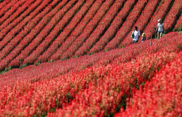 Visitors walk among a field of salvia at Mother Farm in Futtsu, Chiba, Japan.
