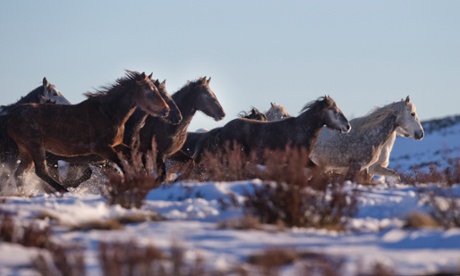 Brumbies in Kosciuszko national park