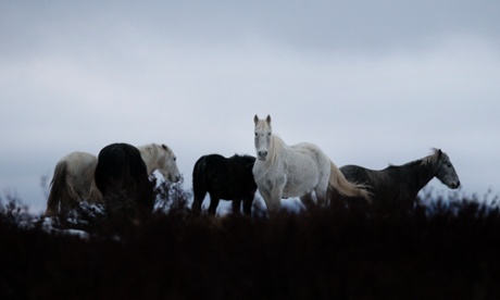 Brumbies on the plain in Kosciuszko national park.