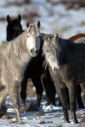 Brumbies grazing