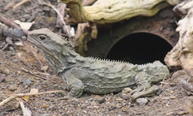 tuatara