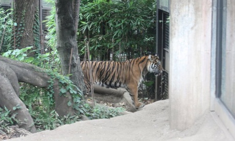 Sumatran tiger