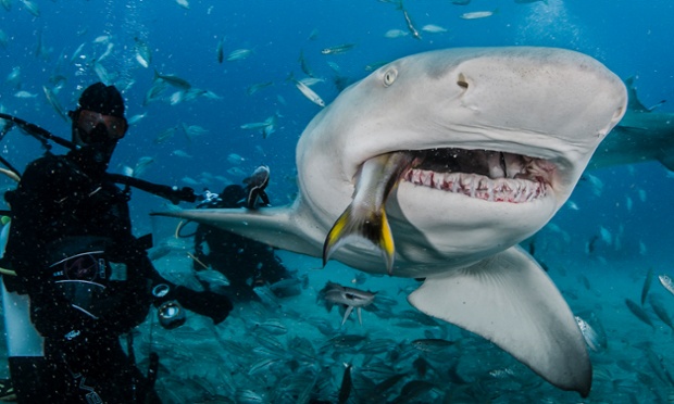 A lemon shark feeding on fish, on August 02, 2014 in Jupiter, Florida.   A LEMON SHARK bears its razor sharp teeth just moments before devouring fish bait. Wildlife photographer John Chapa, 41, has taken jaw-dropping images while swimming just inches away from sharks. For a fee of $100, John dives with brave tourists and captures the up close and personal experiences they have while feeding sharks.  John, from Miami, Florida, snaps photos within the mere seconds the sharks open their massive jaws and chomp down on the bait in front of them.