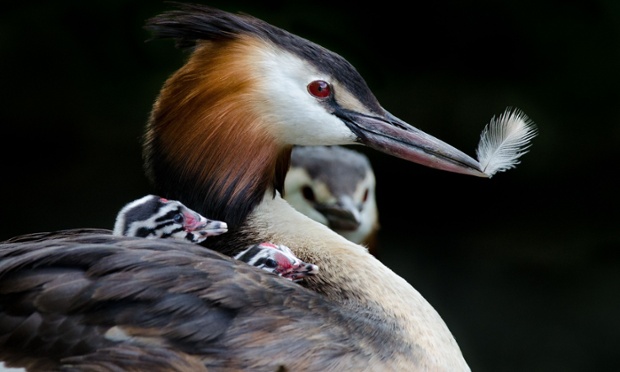 Great Crested Grebe holding feather with young under wing