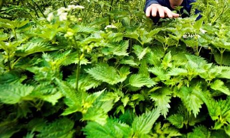 Stinging nettles