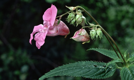Himalayan Balsam Flower
