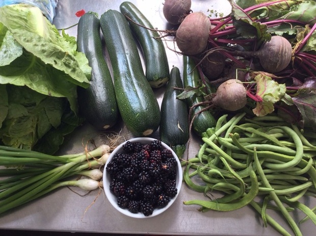 One day's pickings in July from my allotment