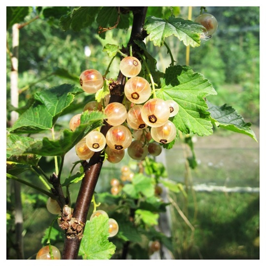 Translucent white currants