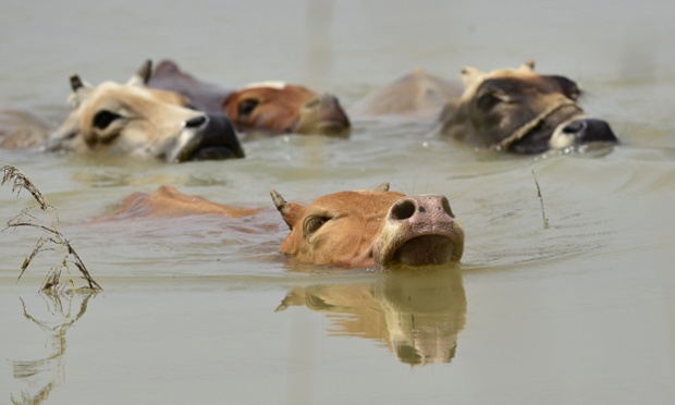 Cows wade through floodwaters in India