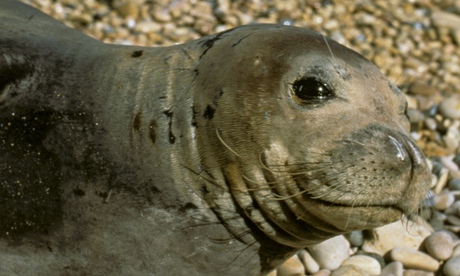 A monk seal lying on a beach