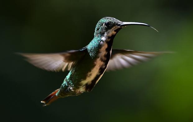 A hummingbird flies in a garden in Pereira, Colombia