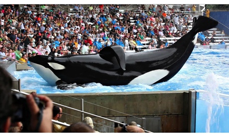 Tilikum the orca at Seaworld