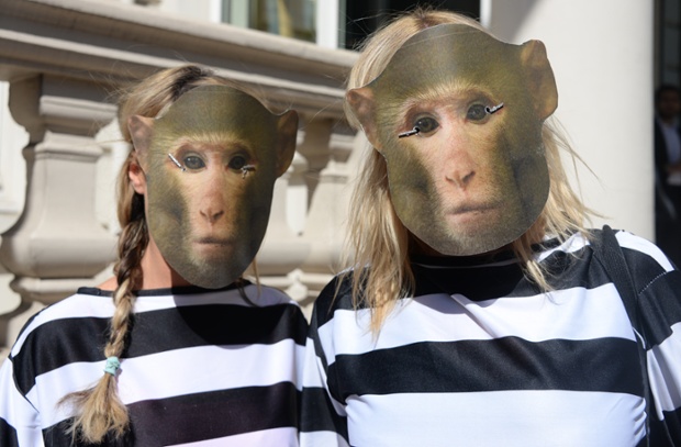 In London around 30 PETA activists wearing monkey masks and prison uniforms protested against Air France's transport of thousands of terrified monkeys every year to laboratories to be killed.