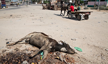 Dead cow and rotting vegetables at the roadside in Gaza