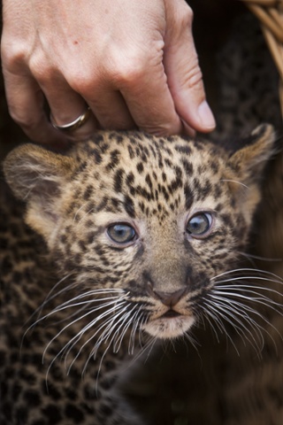 An eight week old leopard cub looks out from its basket at Tierpark zoo in Berlin